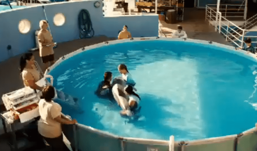 L'incredibile Storia Di Winter Il Delfino L'incredibile Storia Di Winter Il Delfino